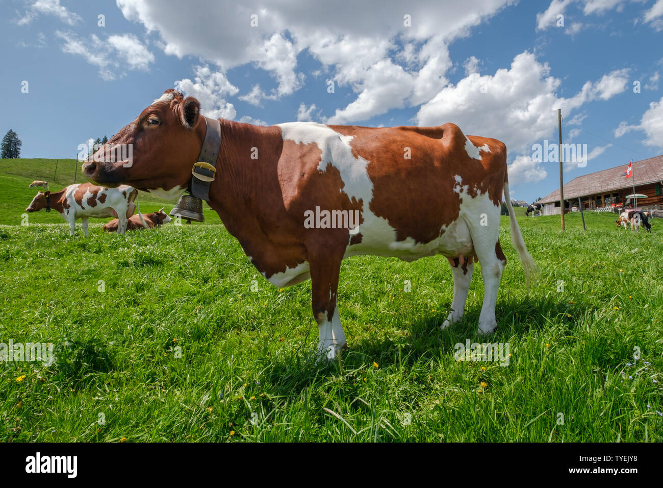 Beautiful cow with cowbell in an alpine pasture in the Swiss alps in front of a typical Swiss farm with a Swiss flag on a beautiful sunny day with blu Stock Photo