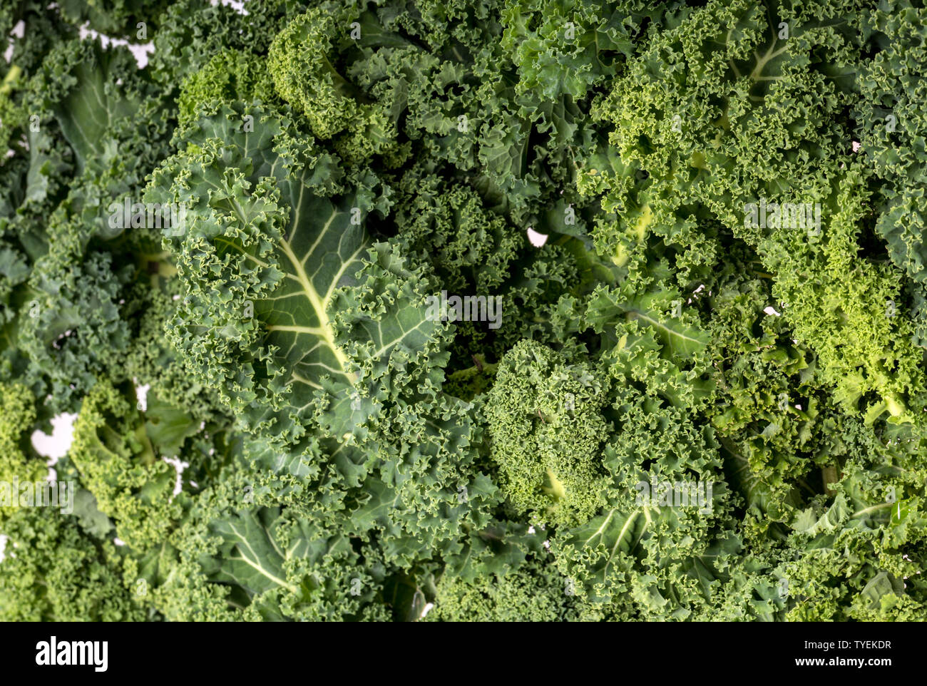 A healthy fresh curly kale Stock Photo Alamy