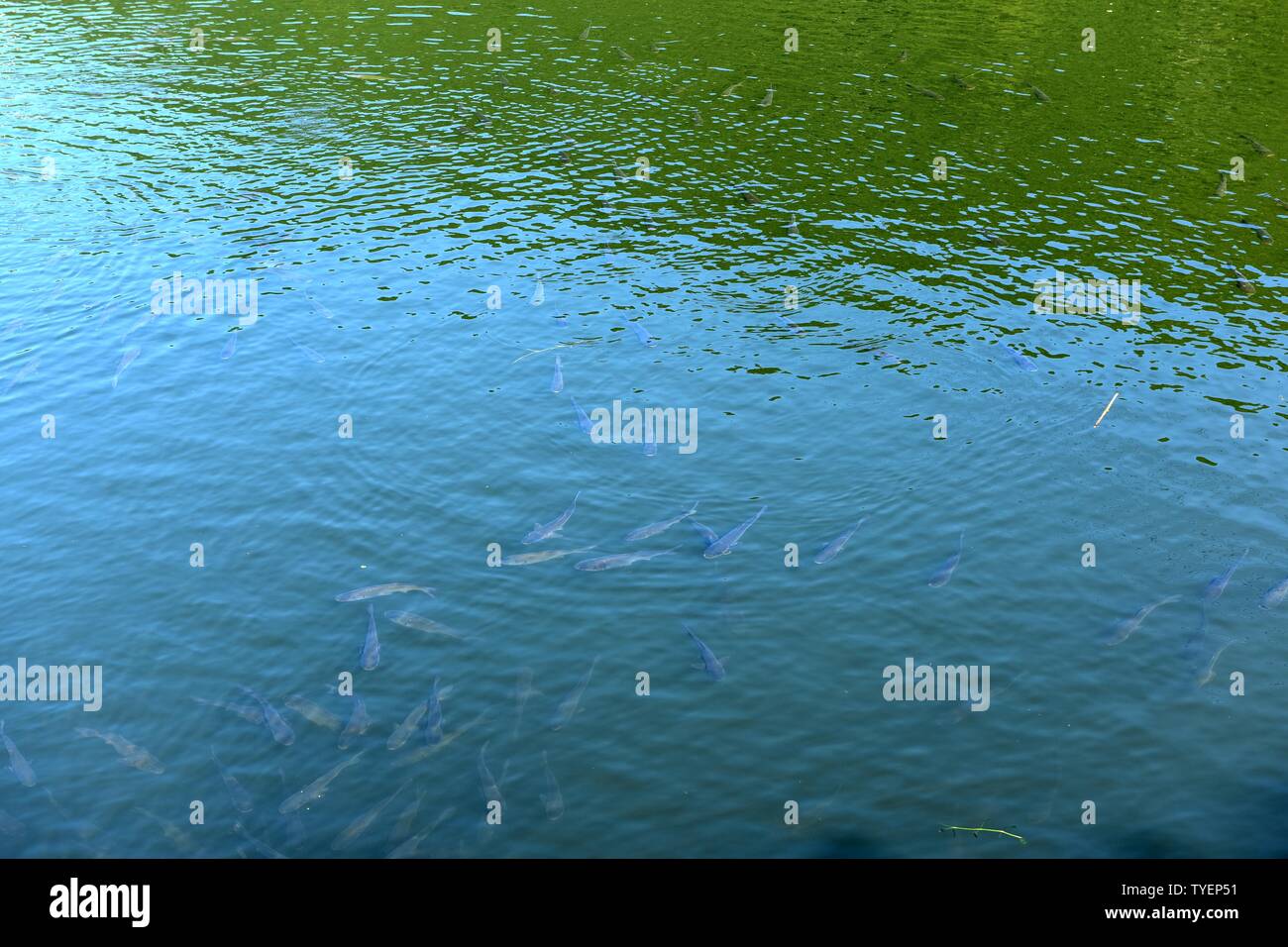 fish ponds Stock Photo