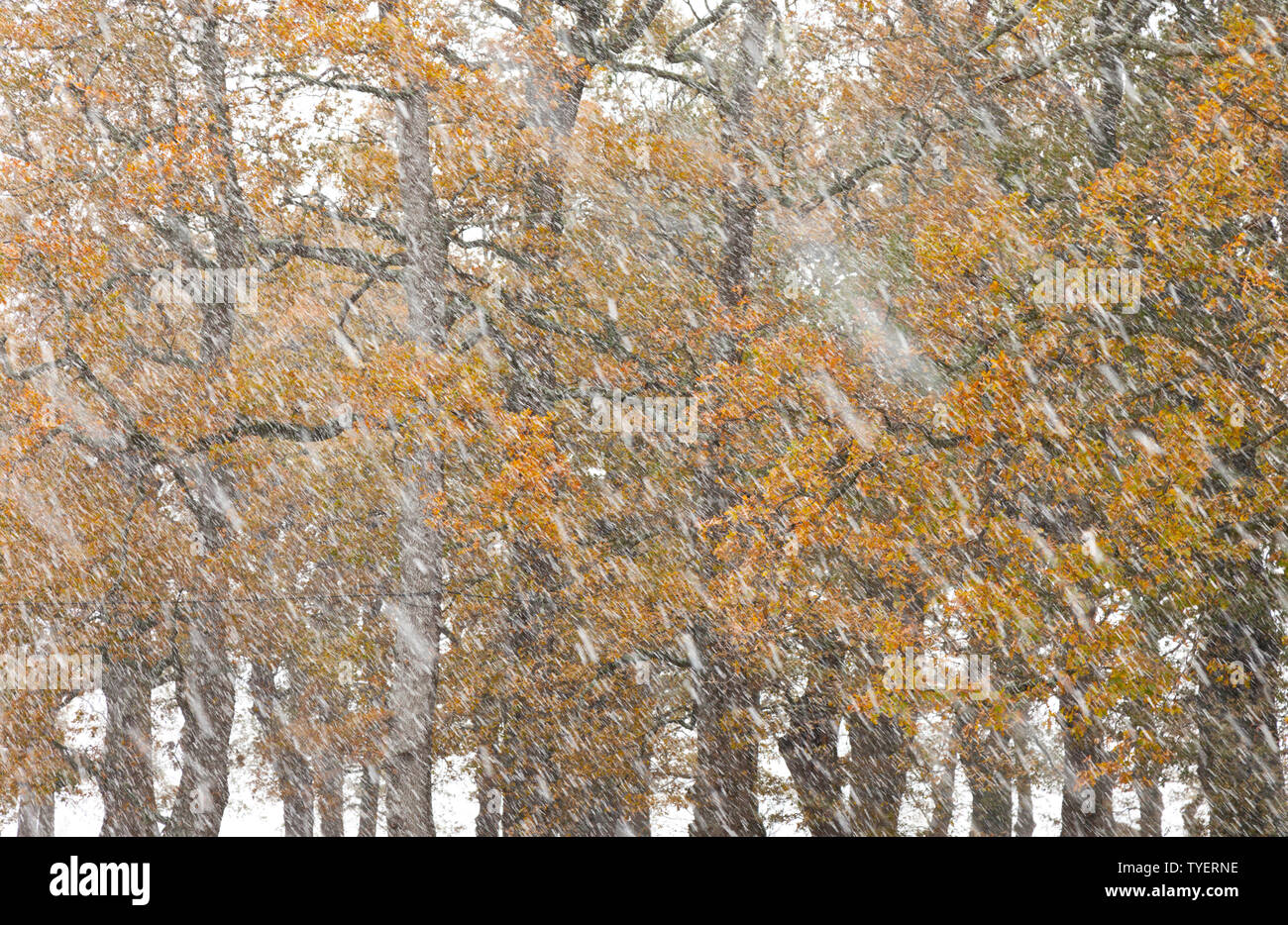 Bosque de roble albar hi-res stock photography and images - Alamy