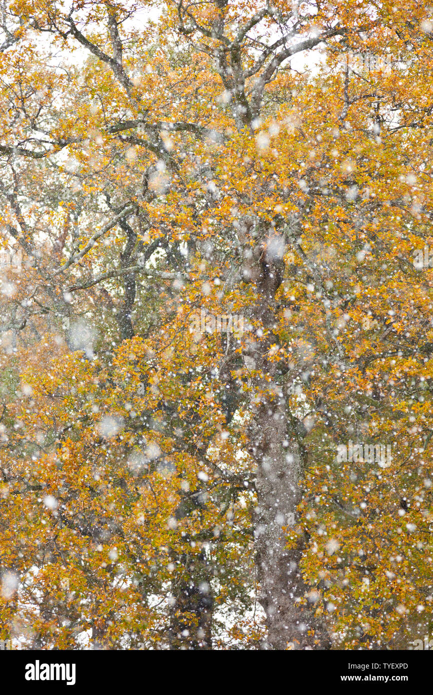 Bosque de roble albar hi-res stock photography and images - Alamy
