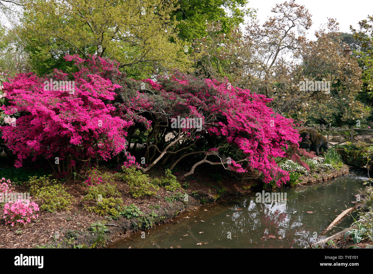 WATERSIDE RHODODENDRON. RHS WISLEY Stock Photo