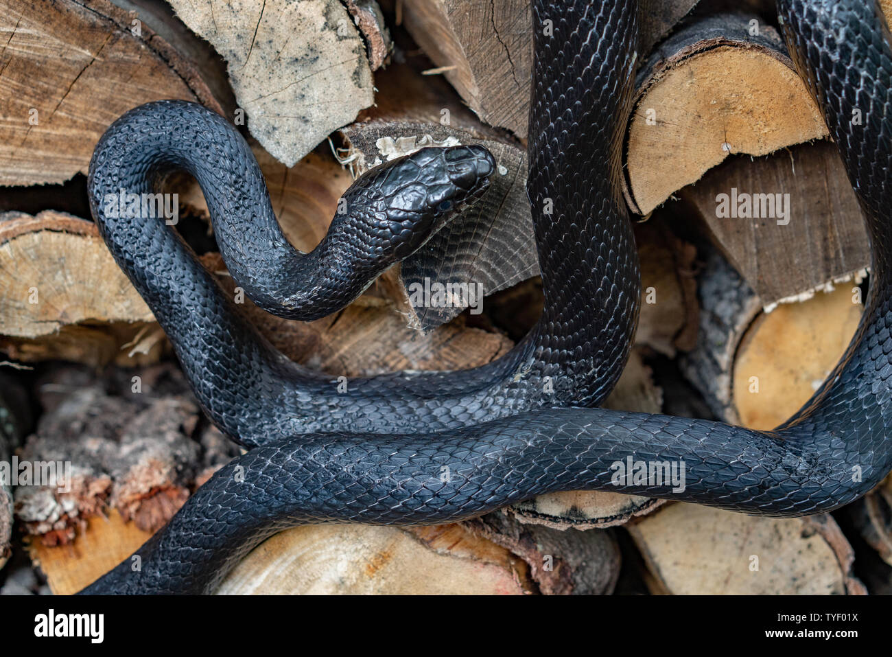 Black Rat Snake High Resolution Stock Photography And Images - Alamy