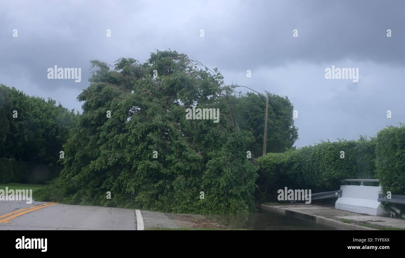 Trees Pull Out Of The Ground Blocking A North South Roadway In