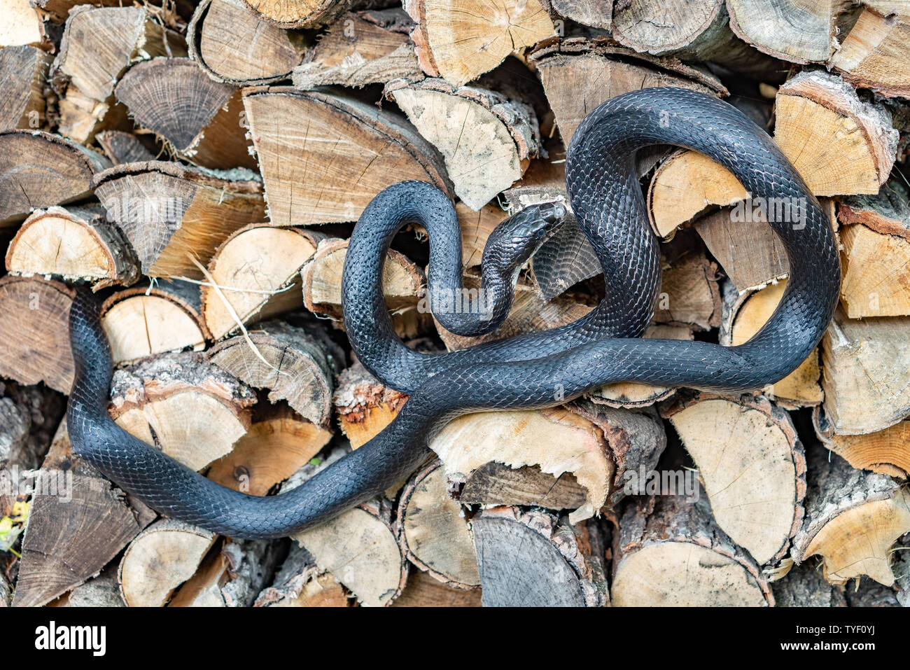 A beautiful black rat snake curled up on a pile of  split logs Stock Photo