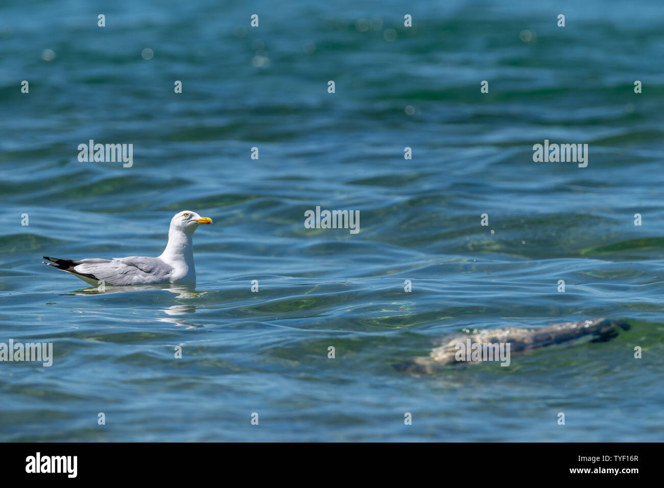 Herring gull (Larus argentatus) keeps an eye on the sky while floating near a dead fish (believed to be a common carp (Cyprinus carpio)) in Lake Michi Stock Photo