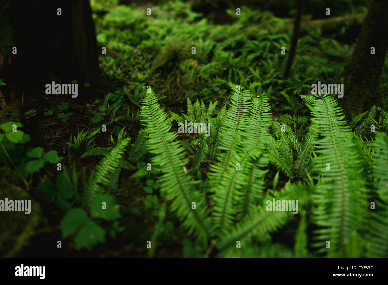 Lush ferns and large trees grow in the temperate rainforests on