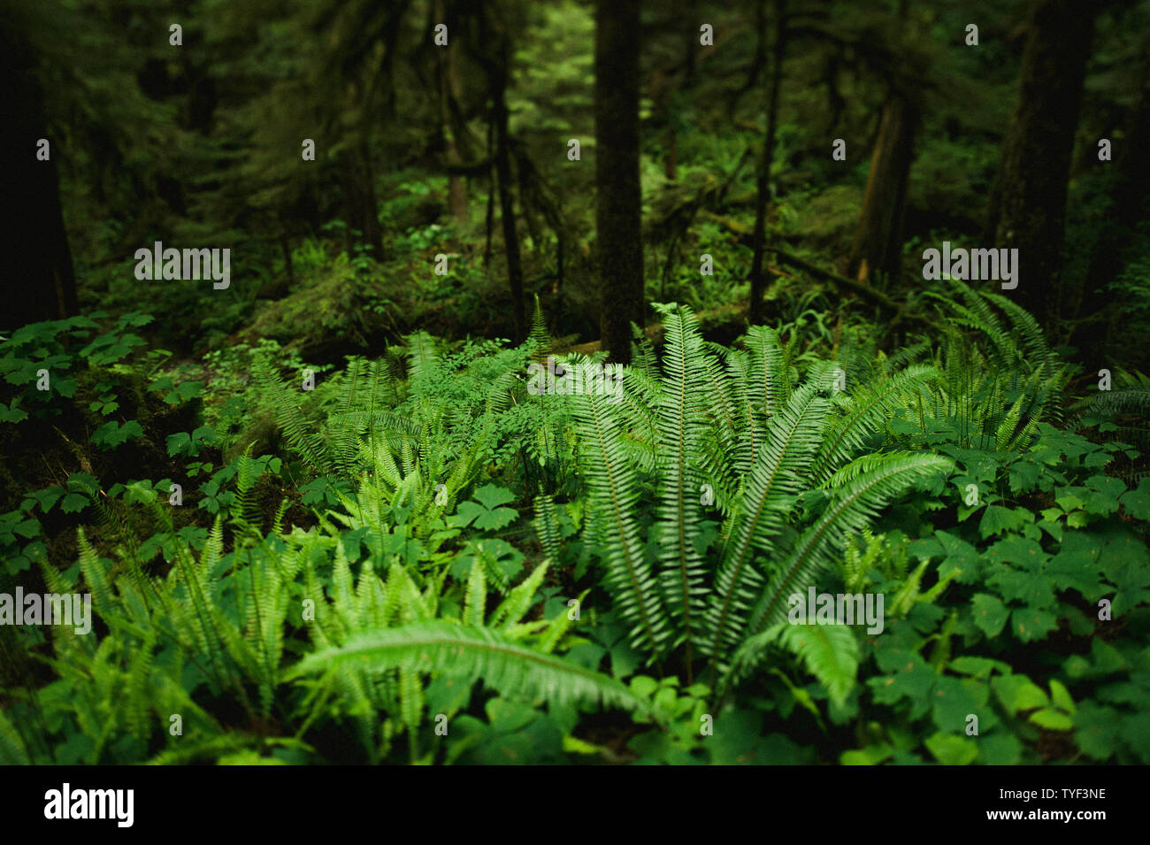 Lush ferns and large trees grow in the temperate rainforests on