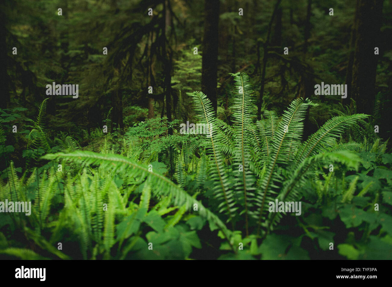 Lush ferns and large trees grow in the temperate rainforests on ...