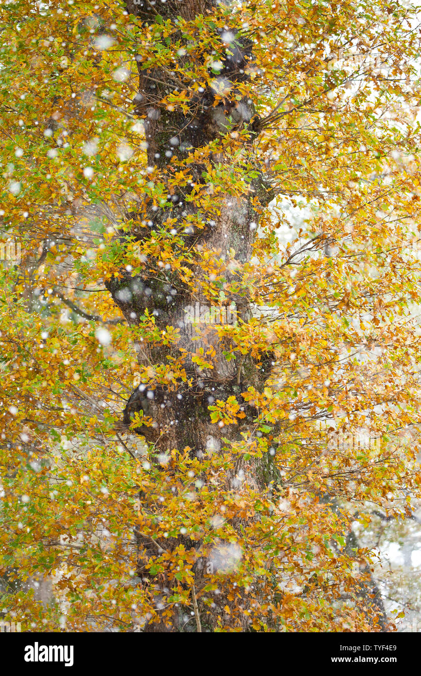 Bosque de roble albar hi-res stock photography and images - Alamy