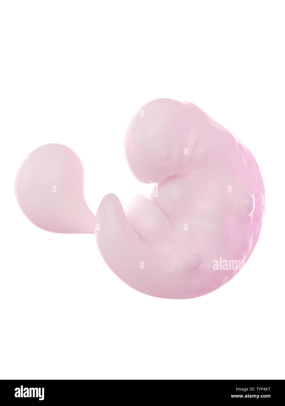 6 week fetus hi-res stock photography and images - Alamy