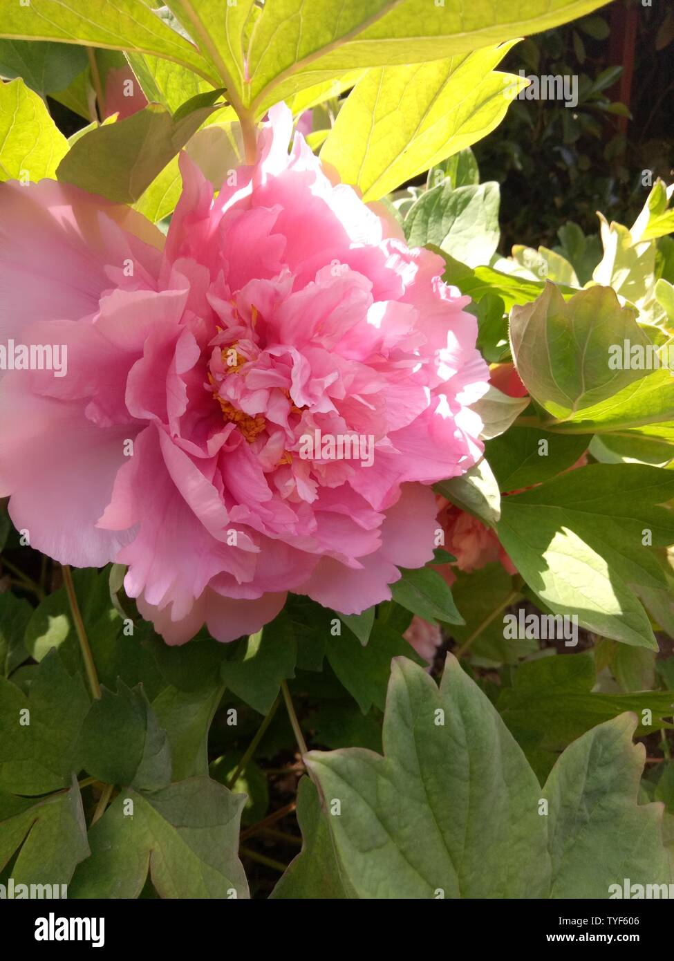 Peony Luoyang peony peony flowers bloom national color and fragrance Stock Photo