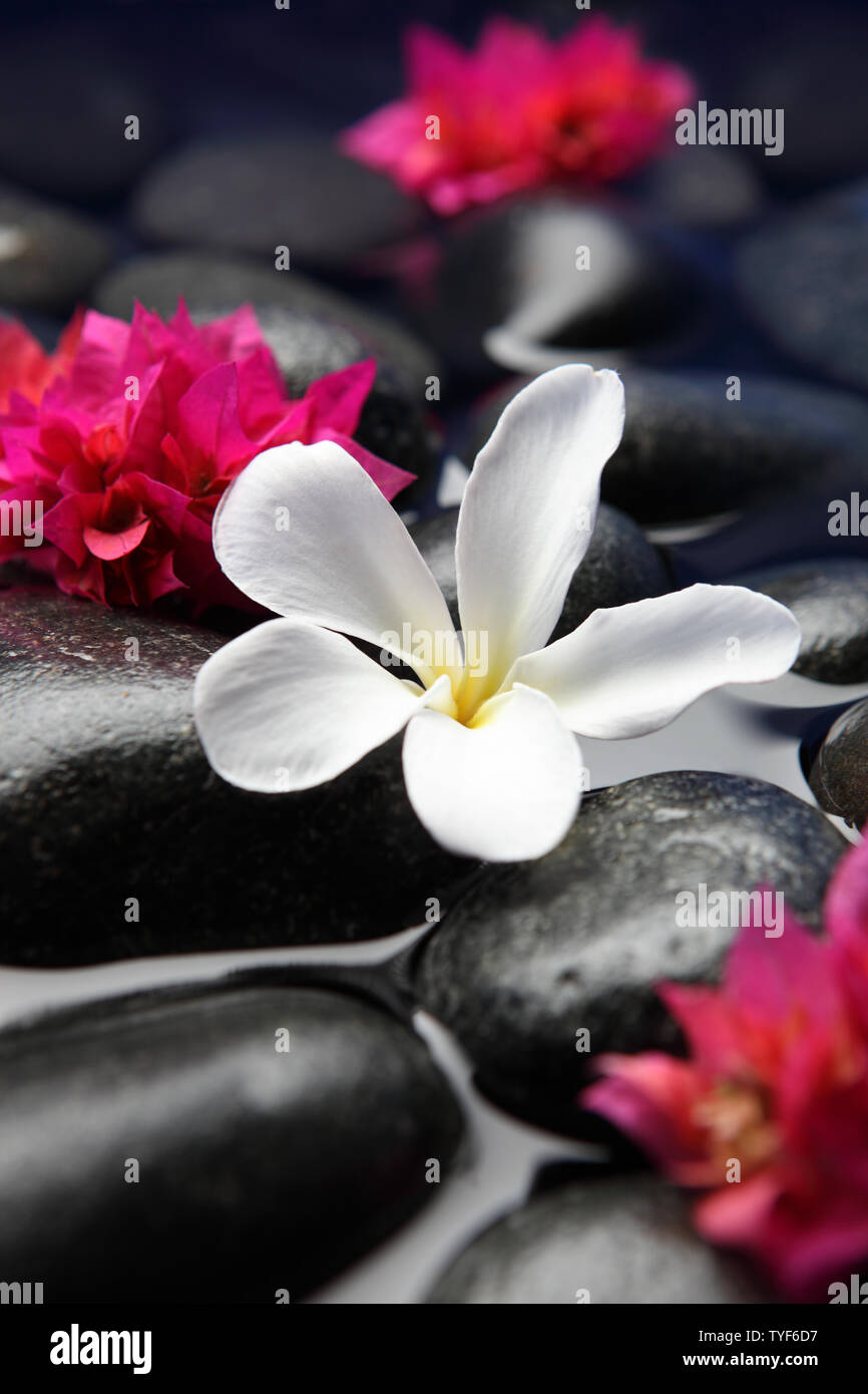 Flowers with lastone therapy stones Stock Photo