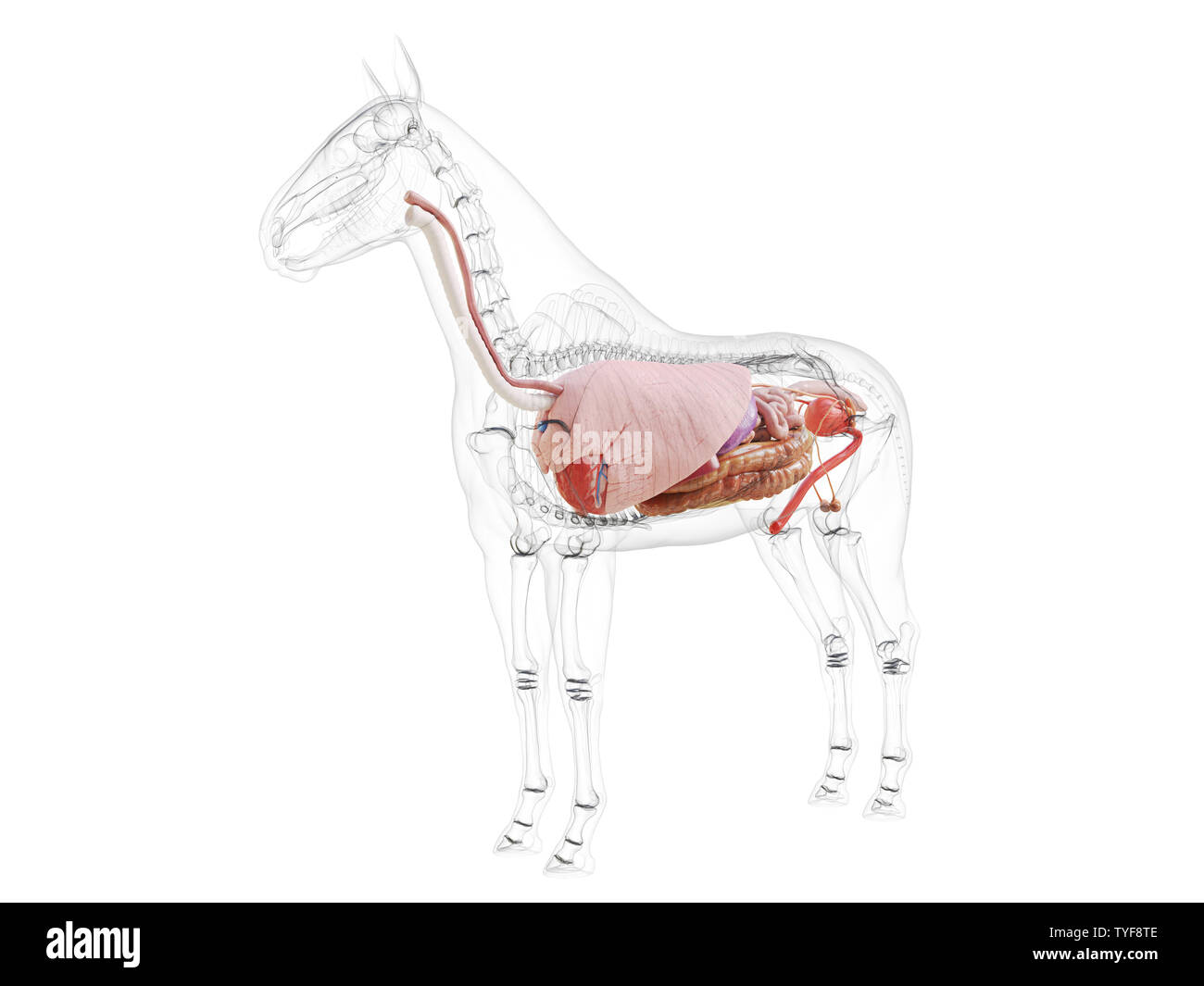 3d rendered medically accurate illustration of the horse anatomy Stock Photo
