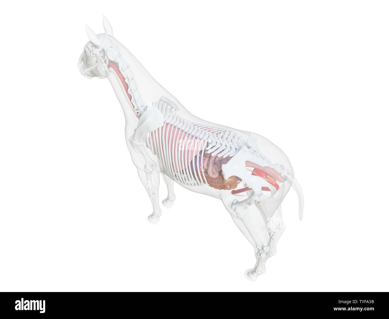 3d rendered medically accurate illustration of the horse anatomy Stock Photo Alamy