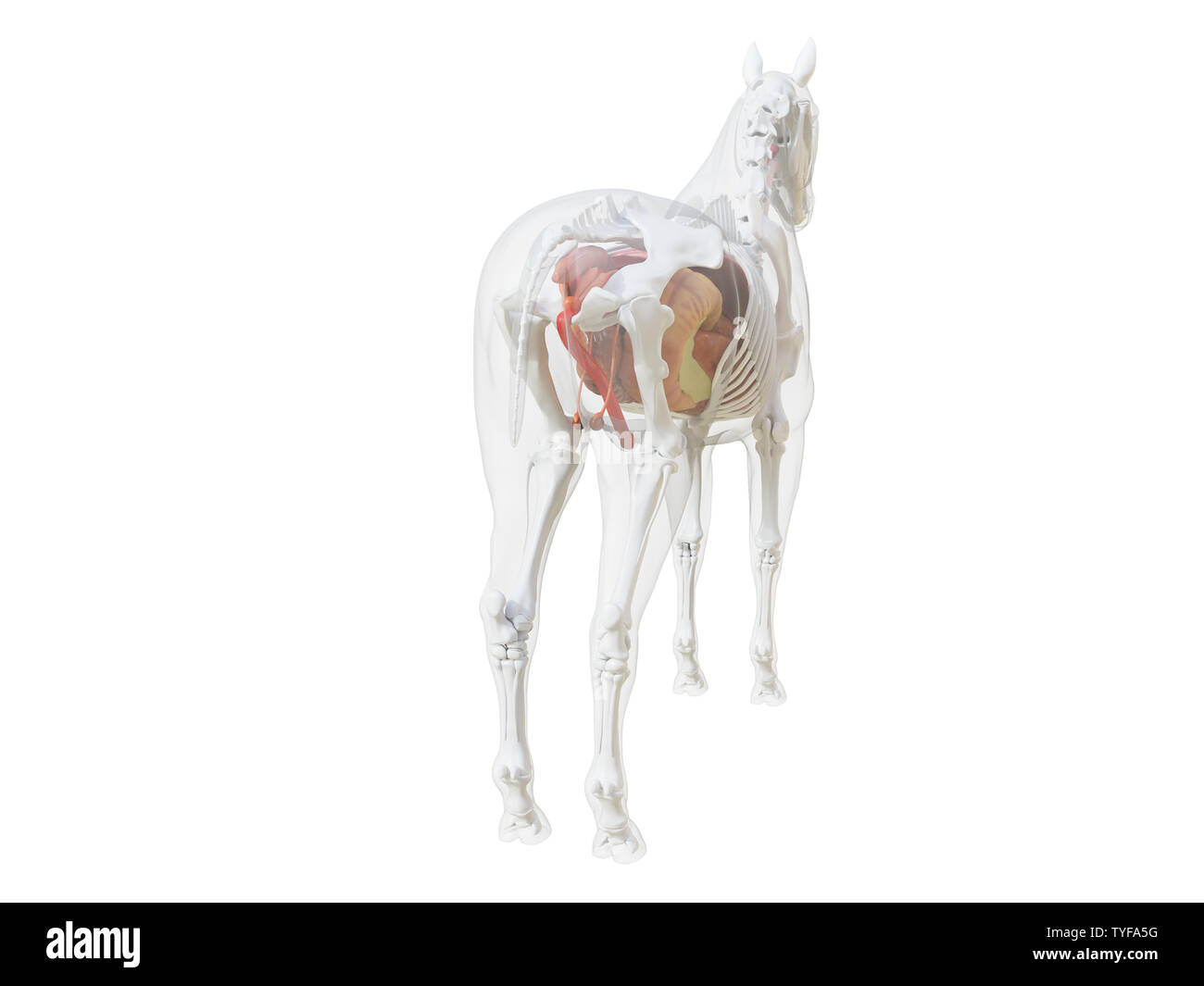 3d rendered medically accurate illustration of the horse anatomy Stock Photo