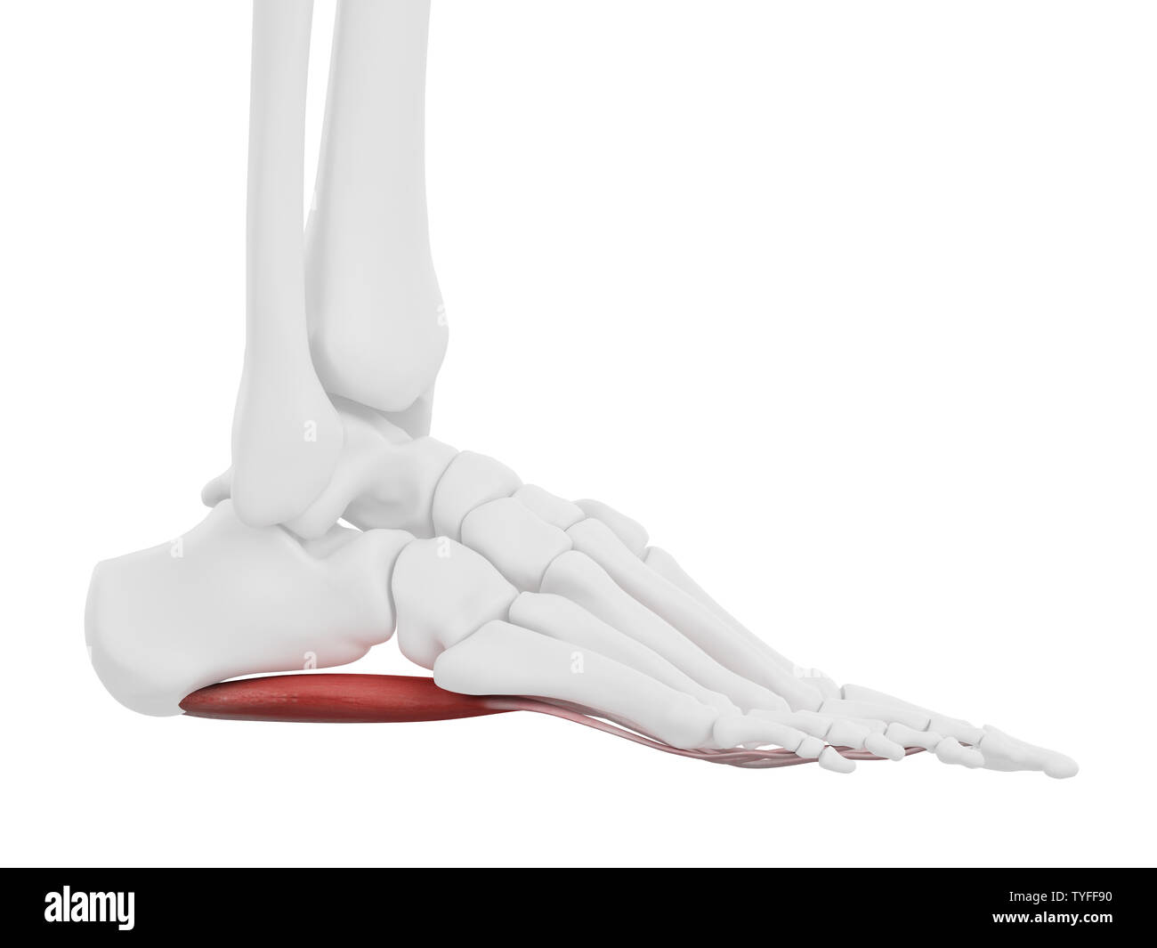 Flexor digitorum brevis muscle hi-res stock photography and images - Alamy
