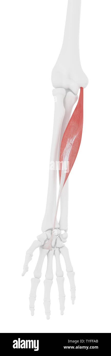 3d rendered medically accurate illustration of the Flexor Carpi ...