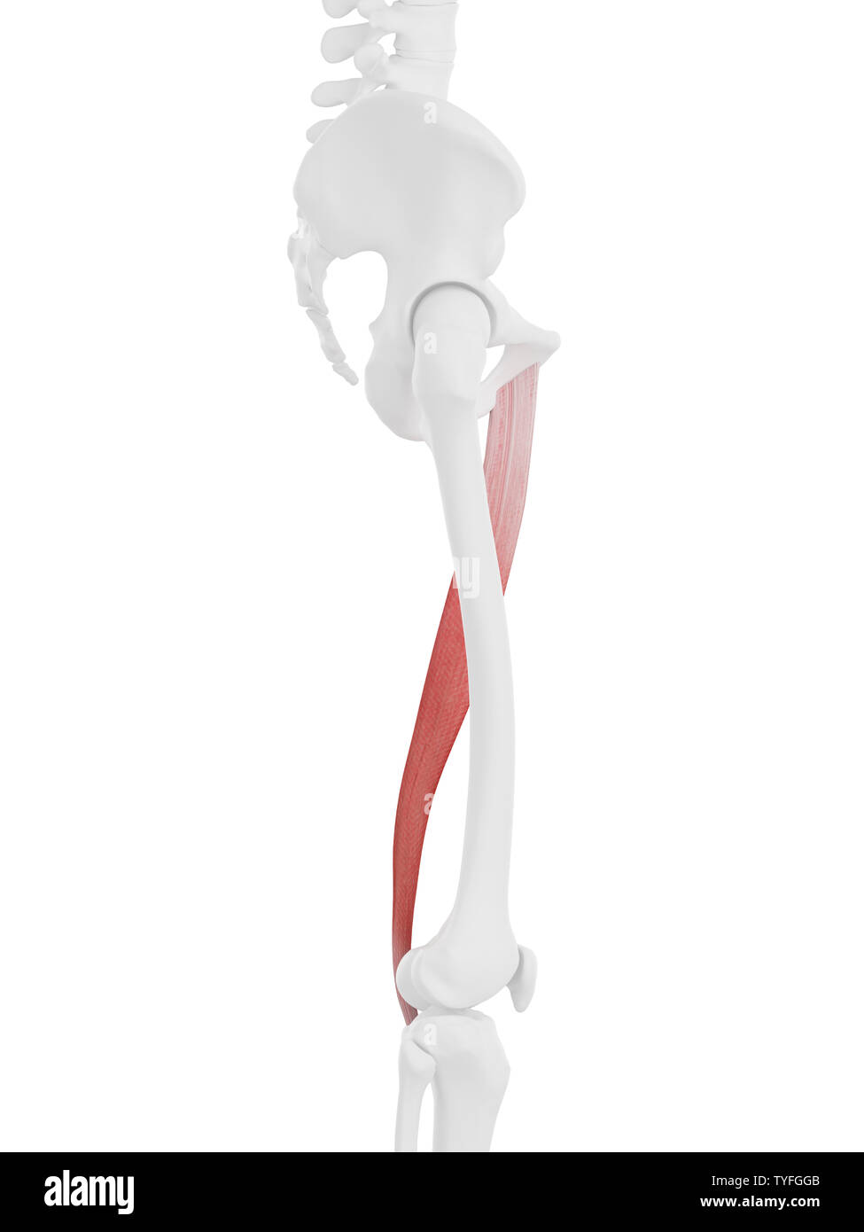 3d rendered medically accurate illustration of the Gracilis Stock Photo ...