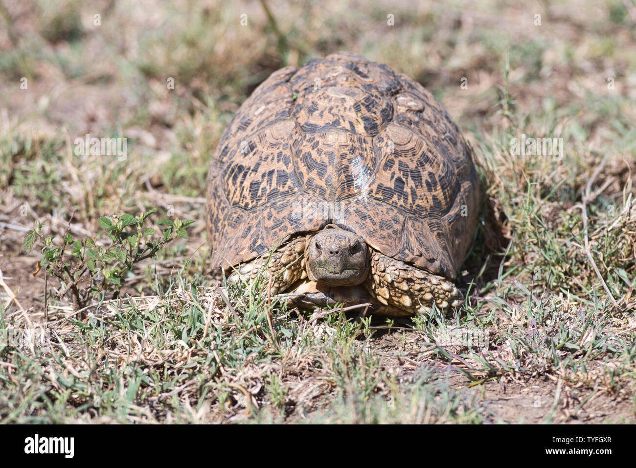 Leopard tortoise (Geochelone pardalis) Stock Photo