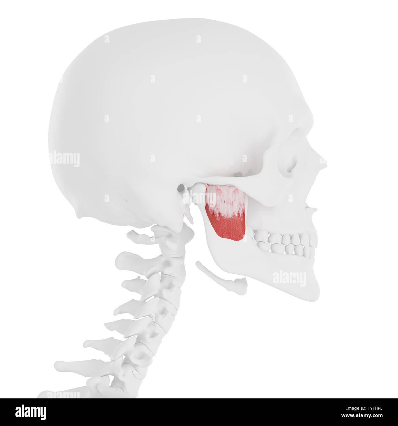3d rendered medically accurate illustration of the Deep Masseter Stock Photo