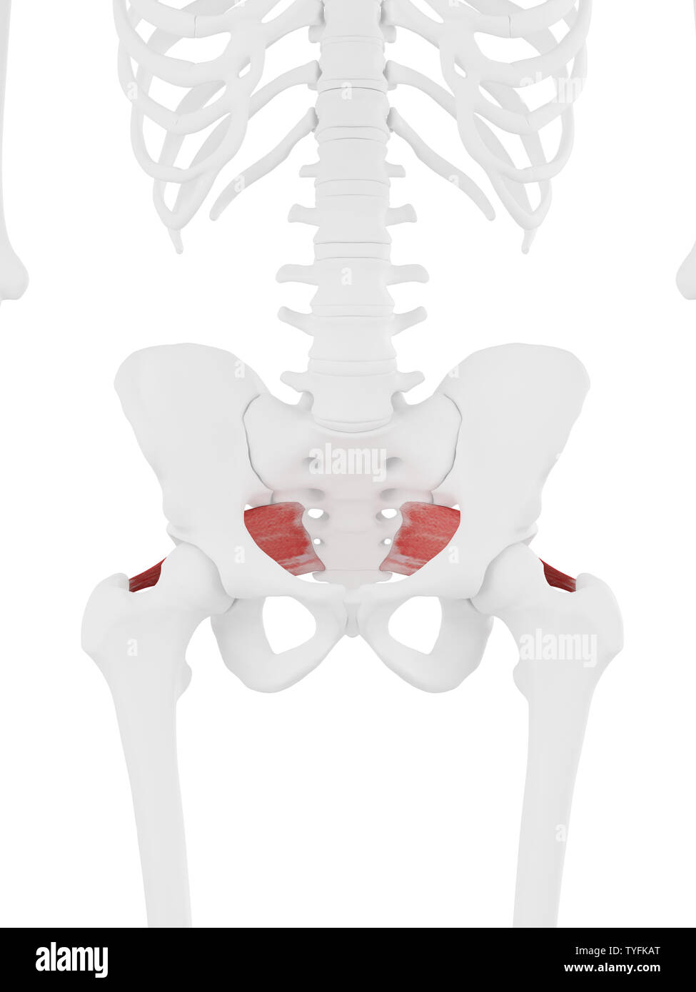 Piriformis Muscle High Resolution Stock Photography and Images - Alamy
