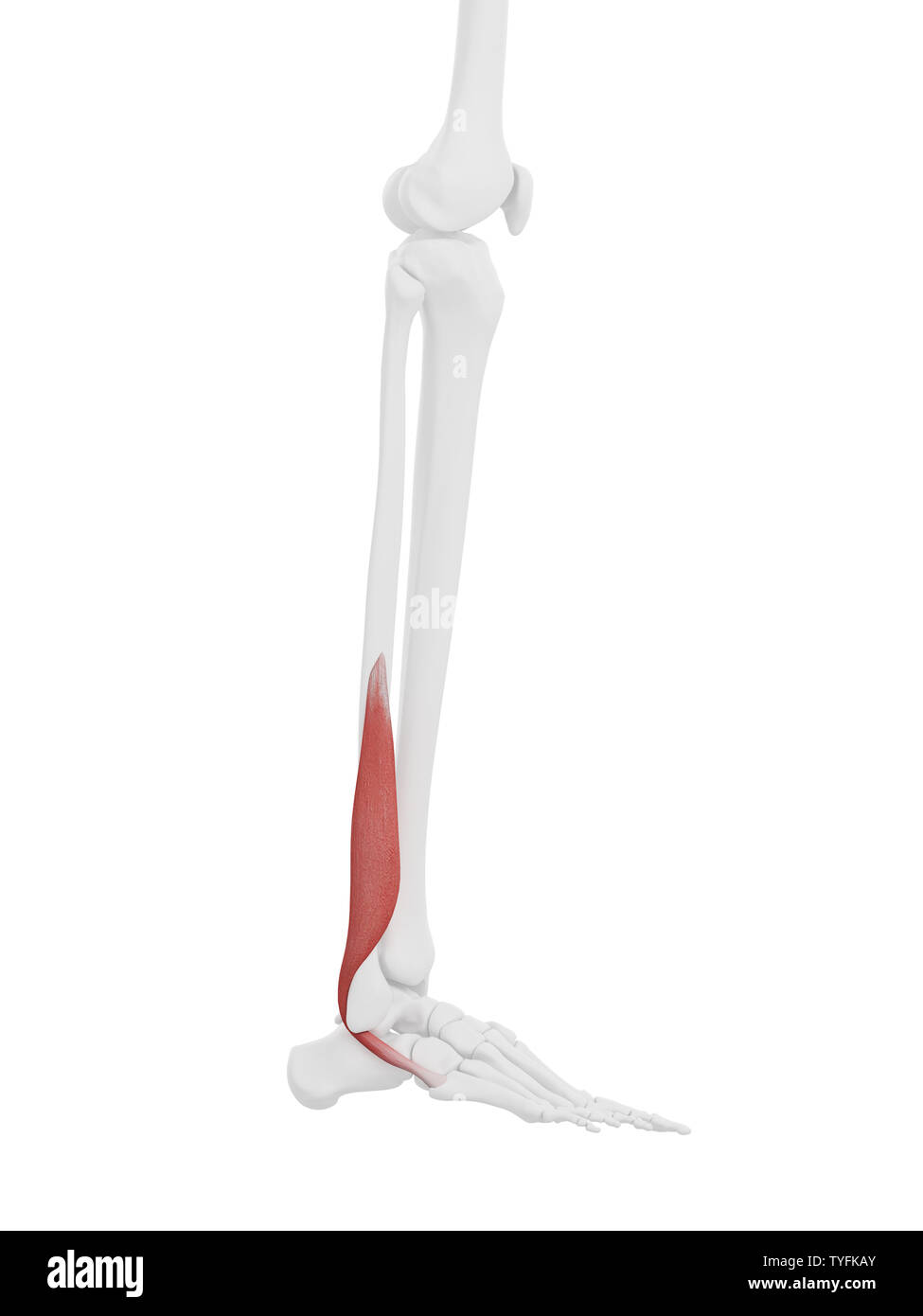 3d rendered medically accurate illustration of the Peroneus Brevis Stock Photo