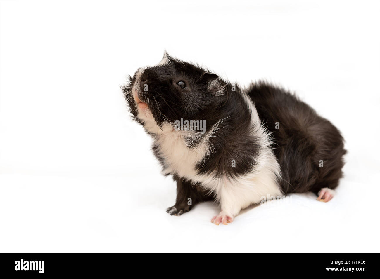 Little guinea pig sits on white background Stock Photo