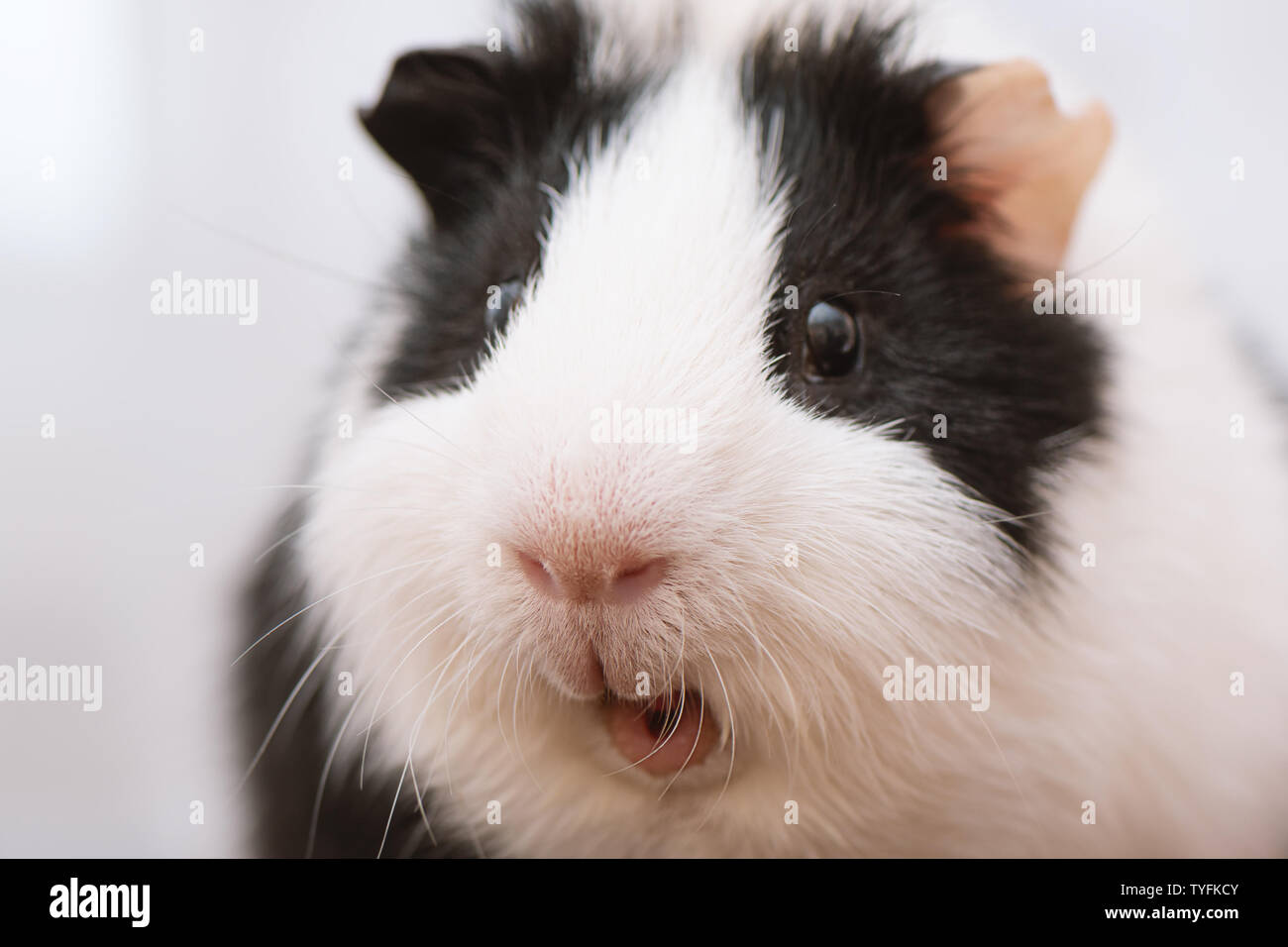 Black and white guinea pig close up Stock Photo