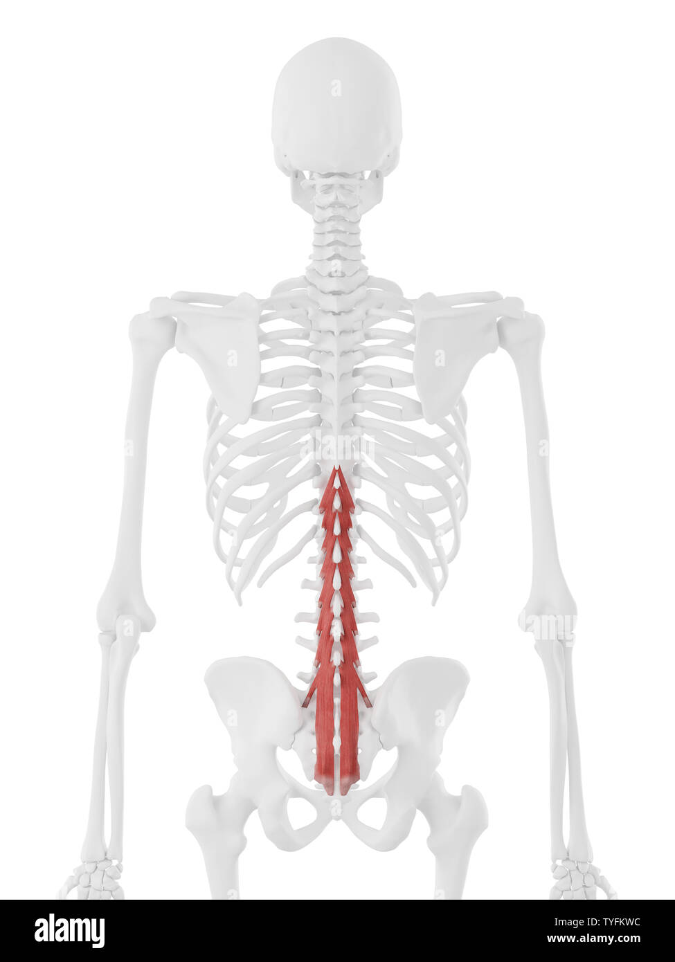 3d rendered medically accurate illustration of the Multifidus Stock Photo