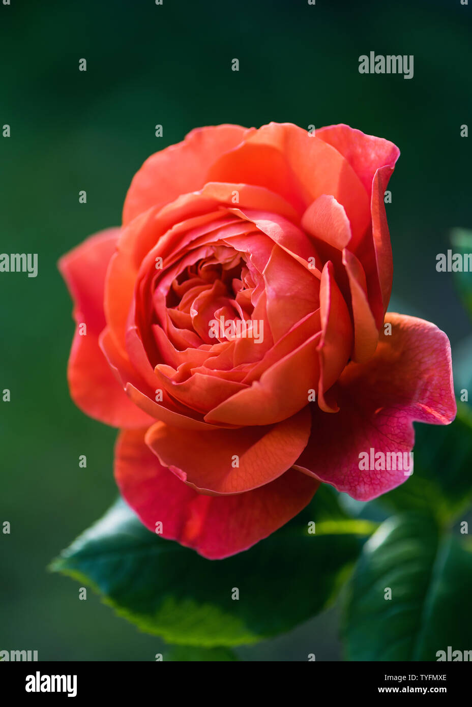 The english red rose hi-res stock photography and images - Alamy
