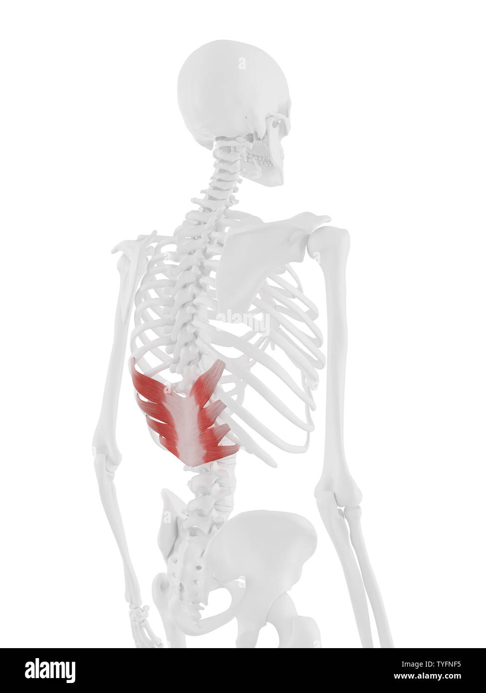 3d rendered medically accurate illustration of the Serratus Posterior Inferior Stock Photo Alamy