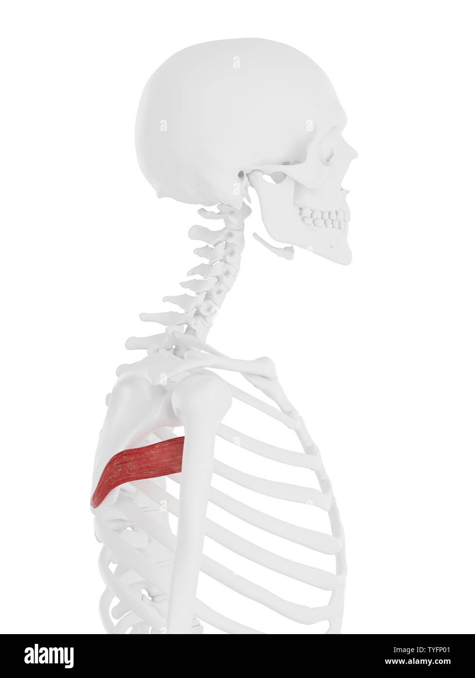 3d rendered medically accurate illustration of the Teres Major Stock Photo