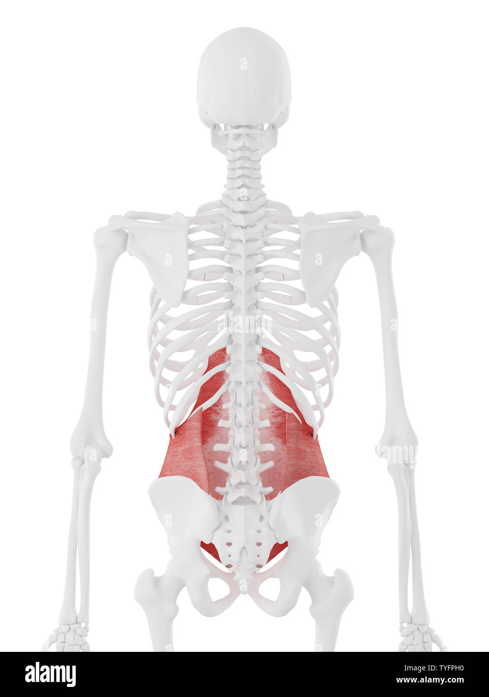 Transversus abdominis muscle hi-res stock photography and images - Alamy