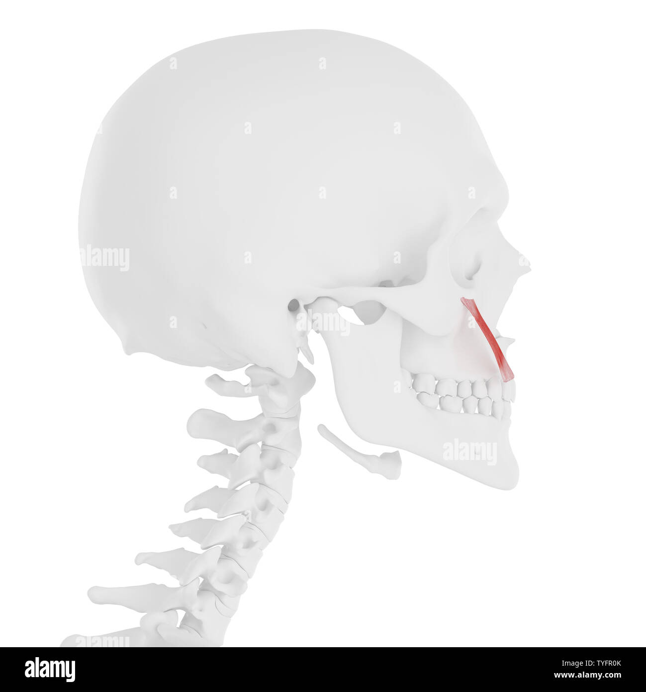 3d rendered medically accurate illustration of the Zygomaticus Minor