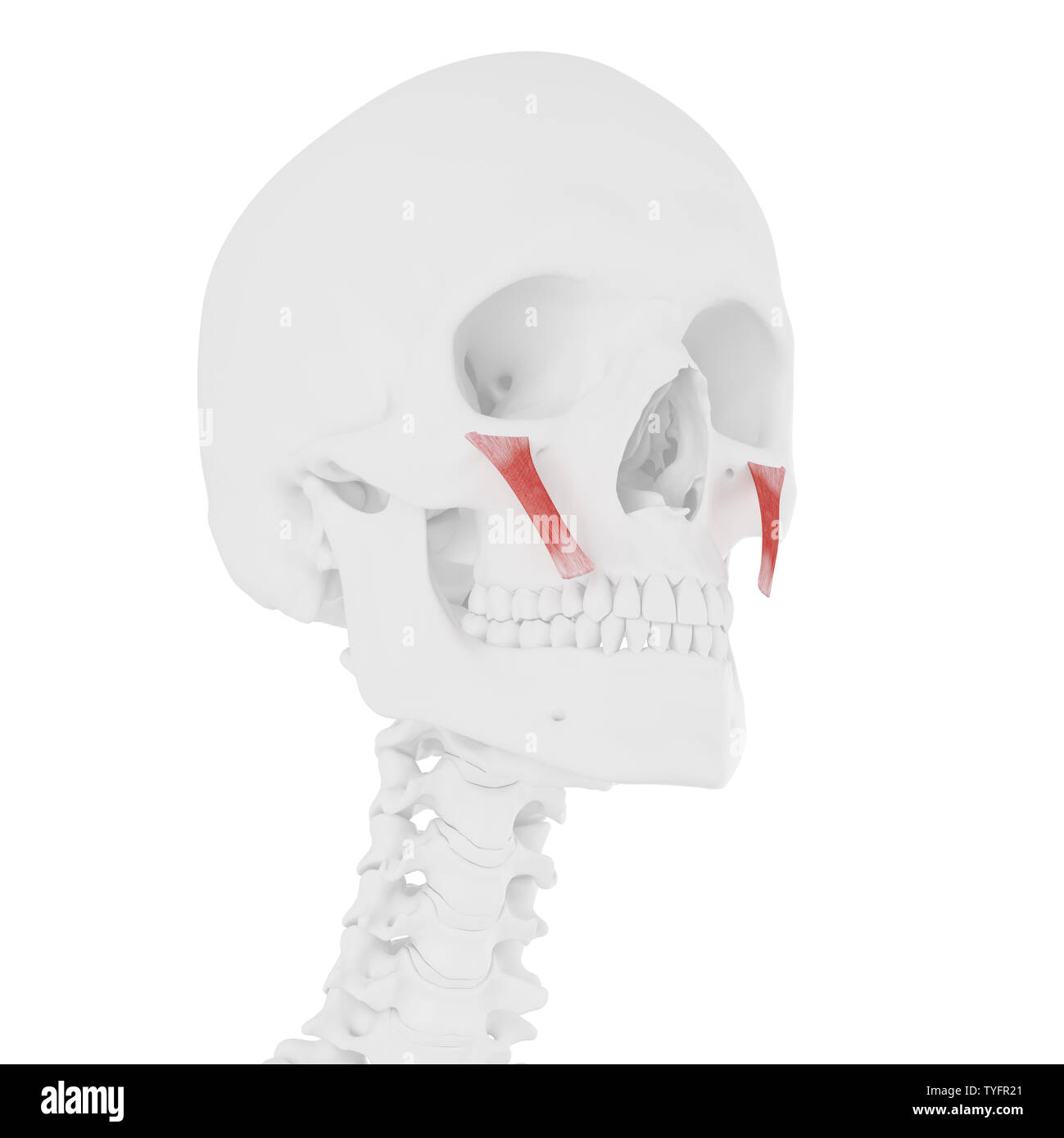 3d rendered medically accurate illustration of the Zygomaticus Minor