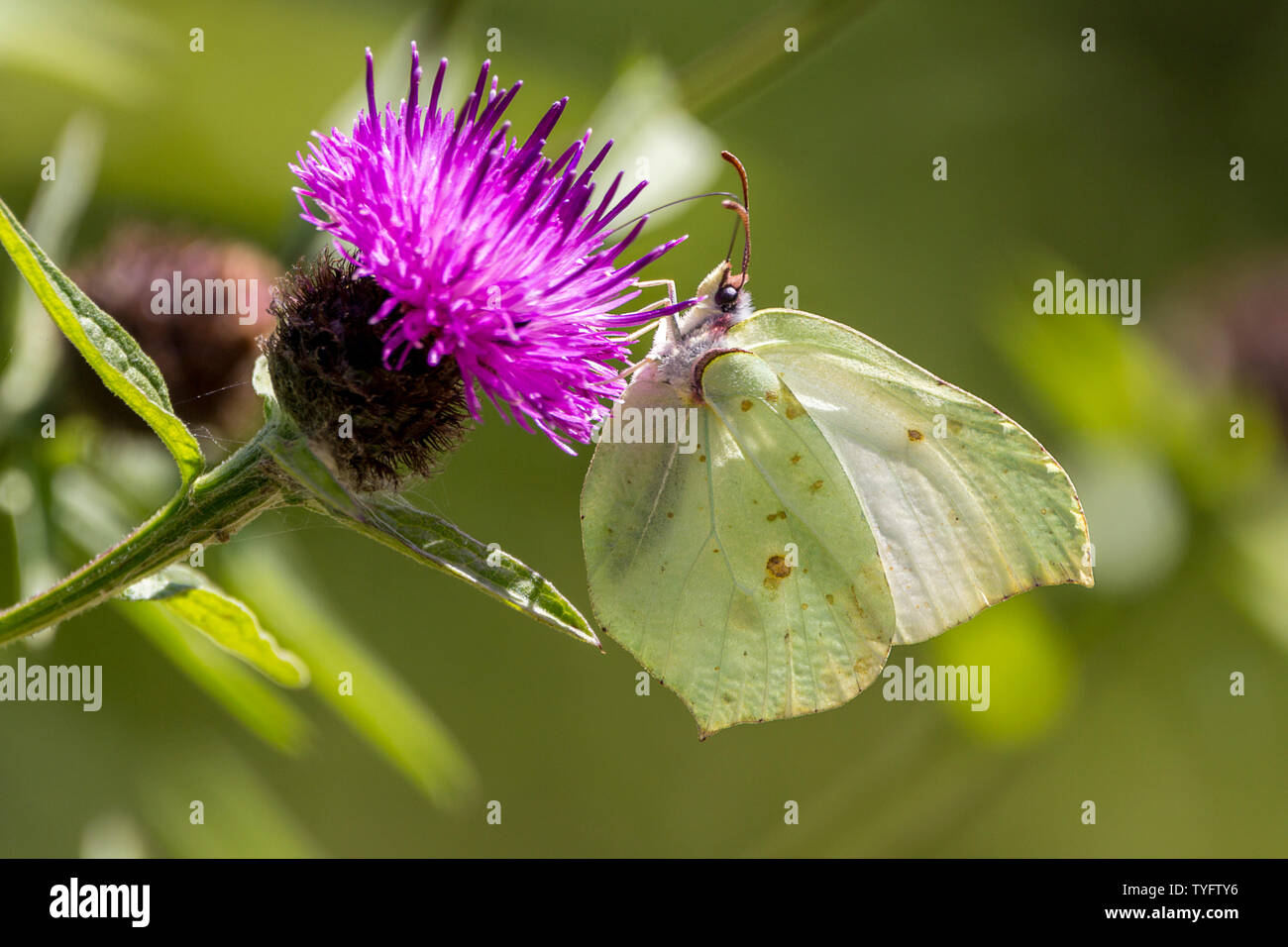 Brimstone butterfly (Gonepteryx rhamni) uniquely shaped wings paler female adult in summertime on purple floret of a knapweed perennial. Stock Photo