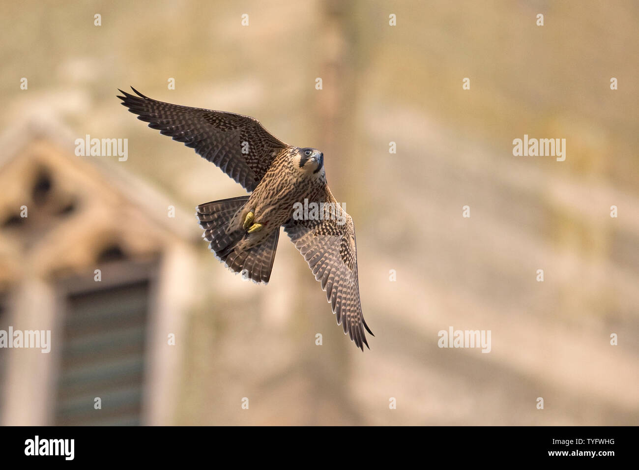 Peregrines Bird Stock Photos Peregrines Bird Stock Images