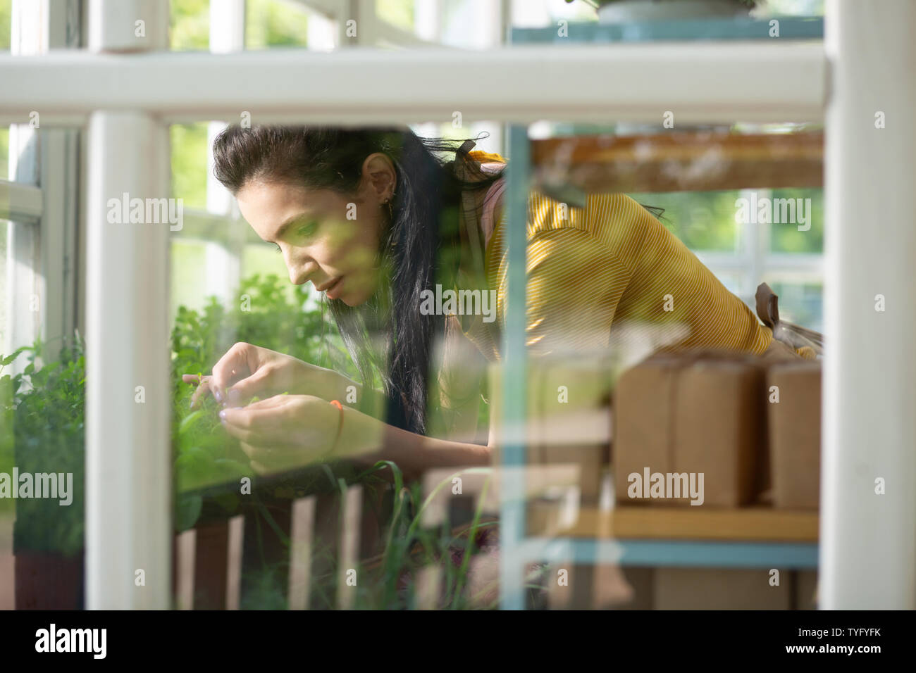 Florist cutting dry leaves off her plants Stock Photo Alamy