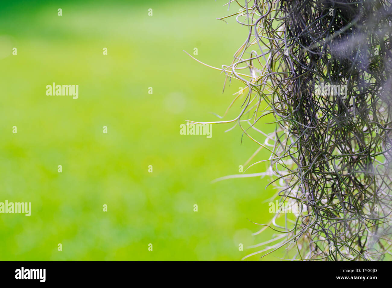 Dendropogon usneoides hi-res stock photography and images - Alamy
