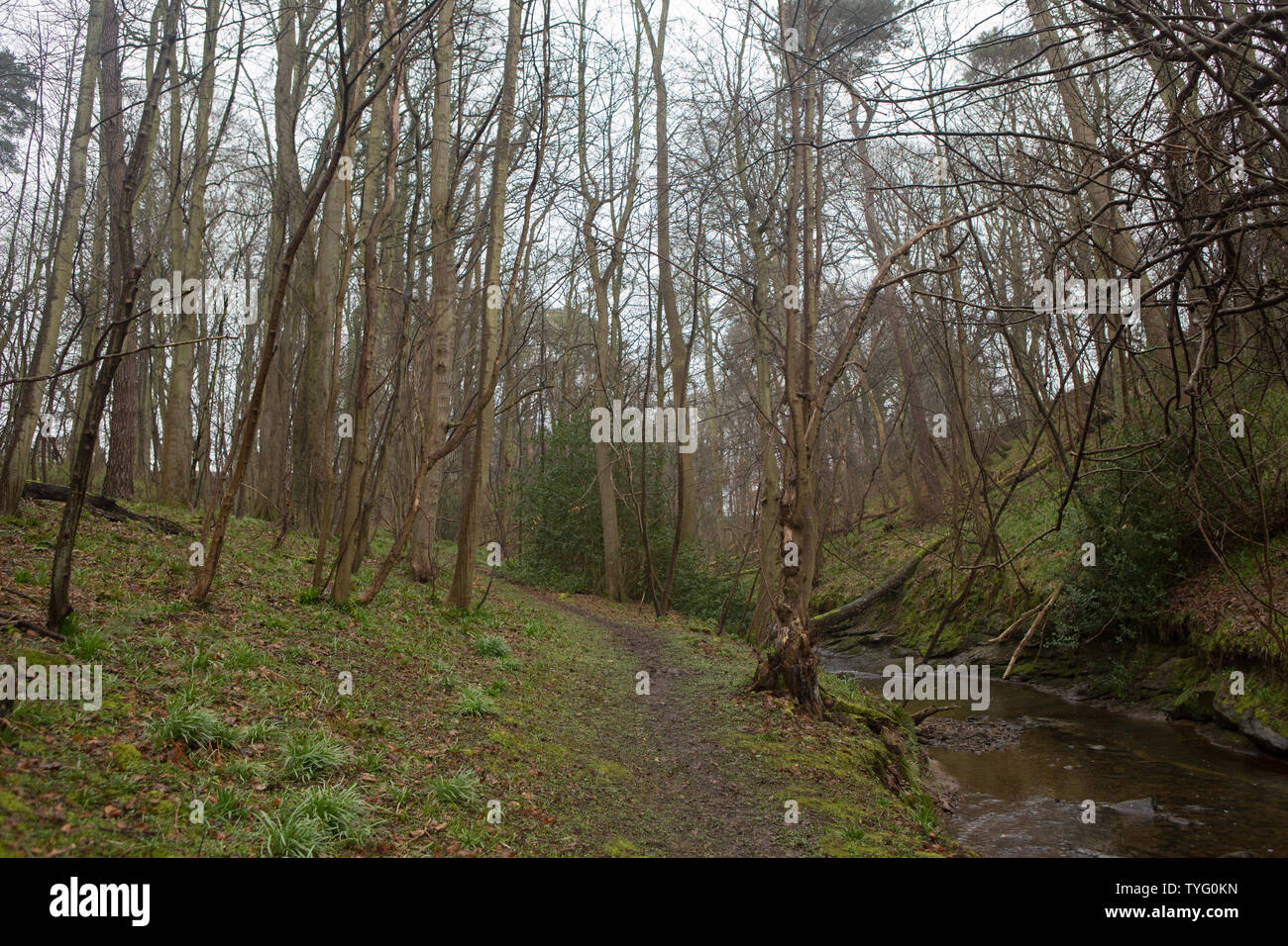 The woodlands of Dunino Den, Dunino, St. Andrews, Fife, Scotland Stock
