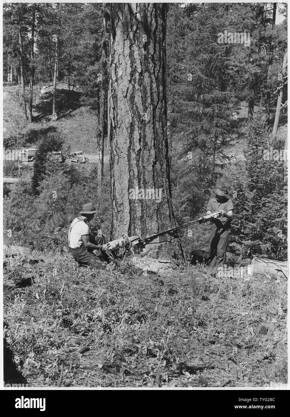Power saw felling of a tree marked for cutting by the foreter. One of the men operating the electrically powered chain saw is a Colville Indian. It is one of the first successful power sws on the Colville Reservation. The electric generator was mounted on a small tractor parked in a safe area out of the picture.; Scope and content:  Photographic reports compiled by Harold Weaver illustrate forest management on Indian Reservation forests of Washington and Oregon, mainly on Colville where Weaver was Forest supervisor before becoming Regional Forester in 1960. Ther are a few photos of California Stock Photo