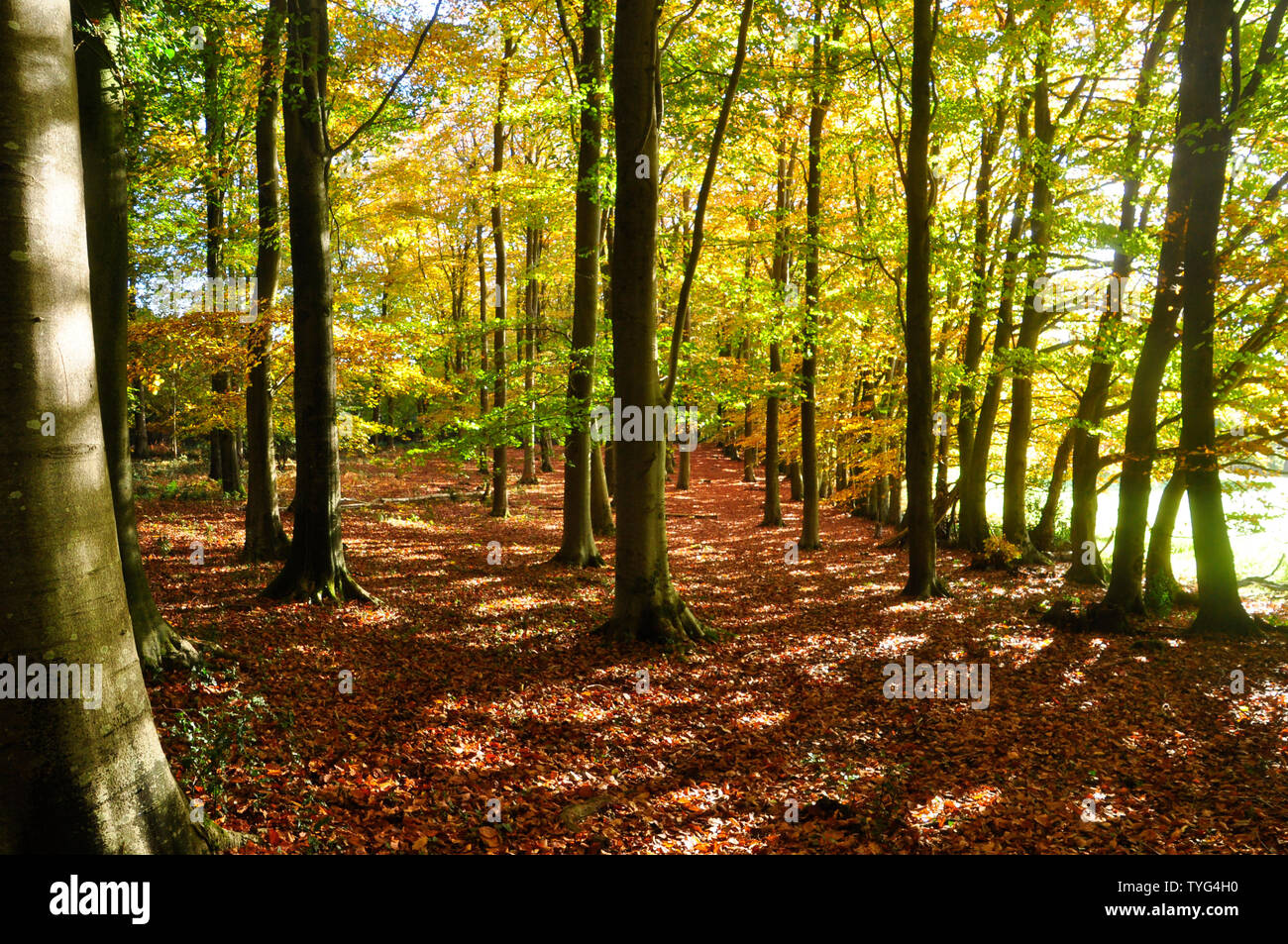 Autumn sunlight brings mellow colours in beech woods conveying a peaceful,tranquil feeling to assist general wellbeing .Somerset.UK Stock Photo