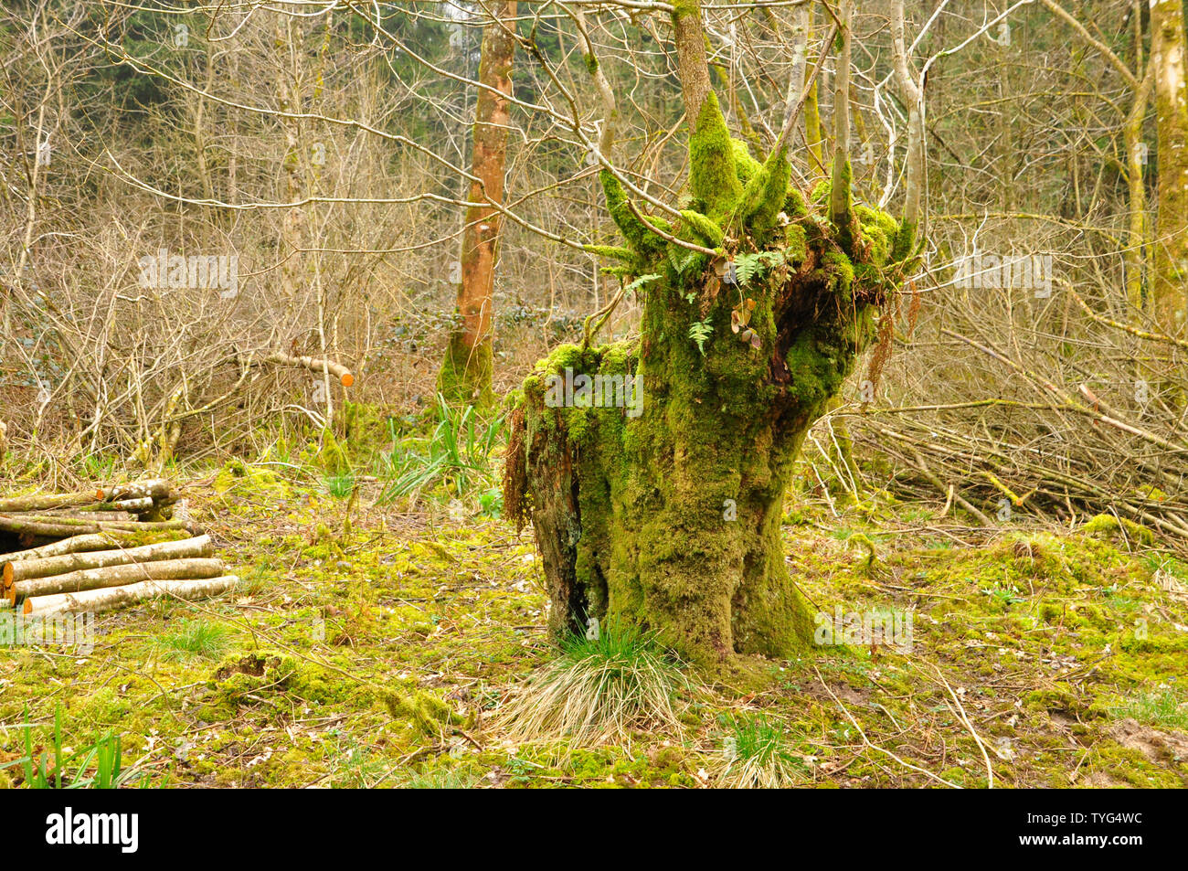 A moss and fern covered Stoggle in winter in woodland at Nettlebridge,Somerset. UK. A method of coppicing to allow sheep to graze under a canopy of tr Stock Photo