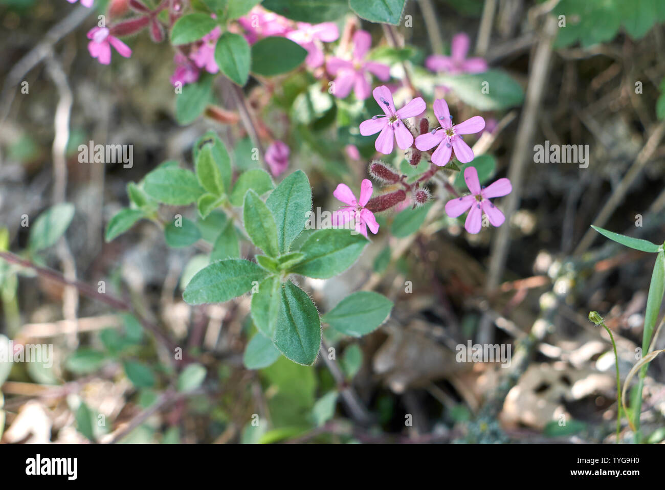 pink flowers of Saponaria ocymoides Stock Photo
