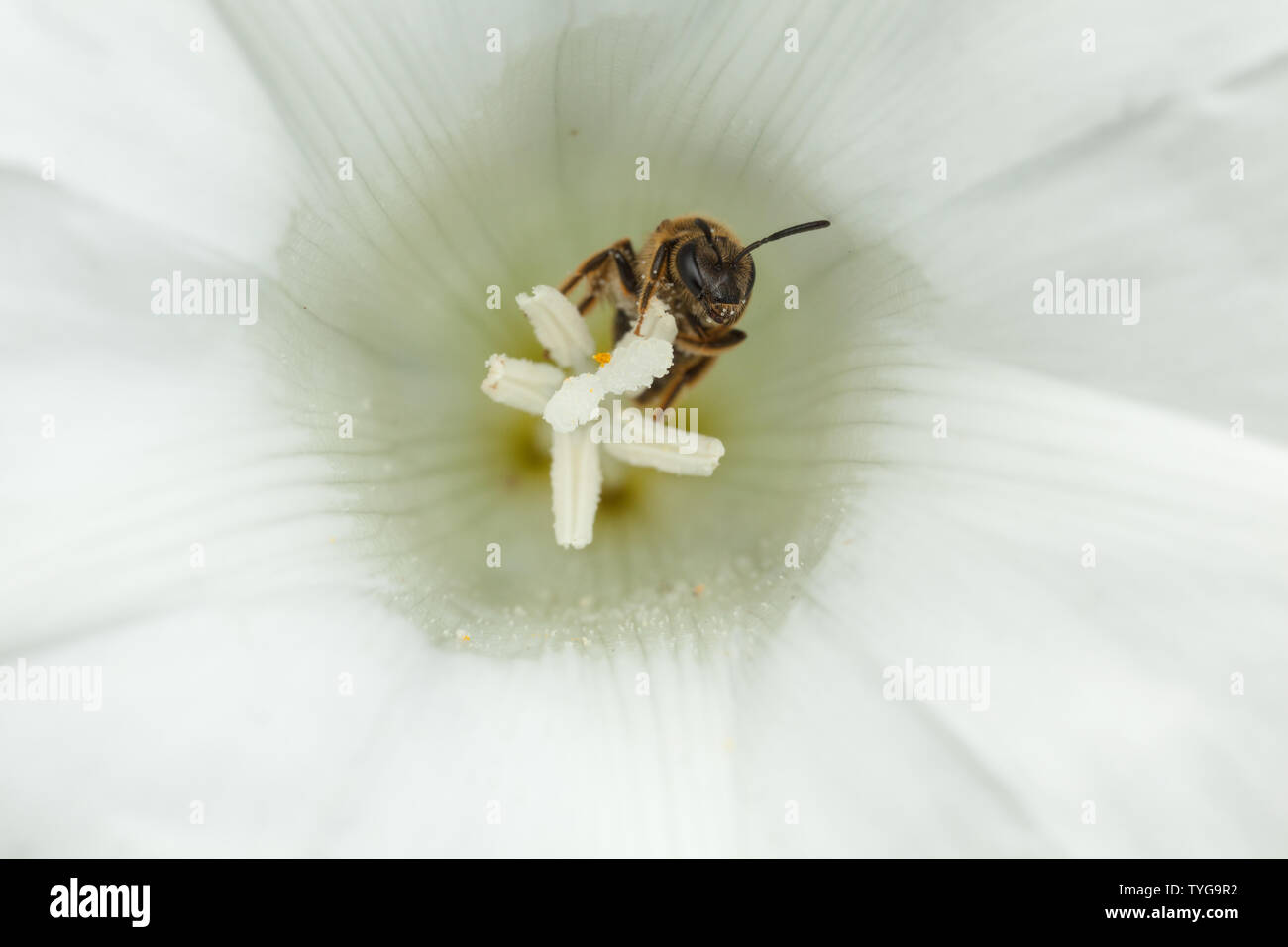 A solitary bee at rest inside a flower head Stock Photo