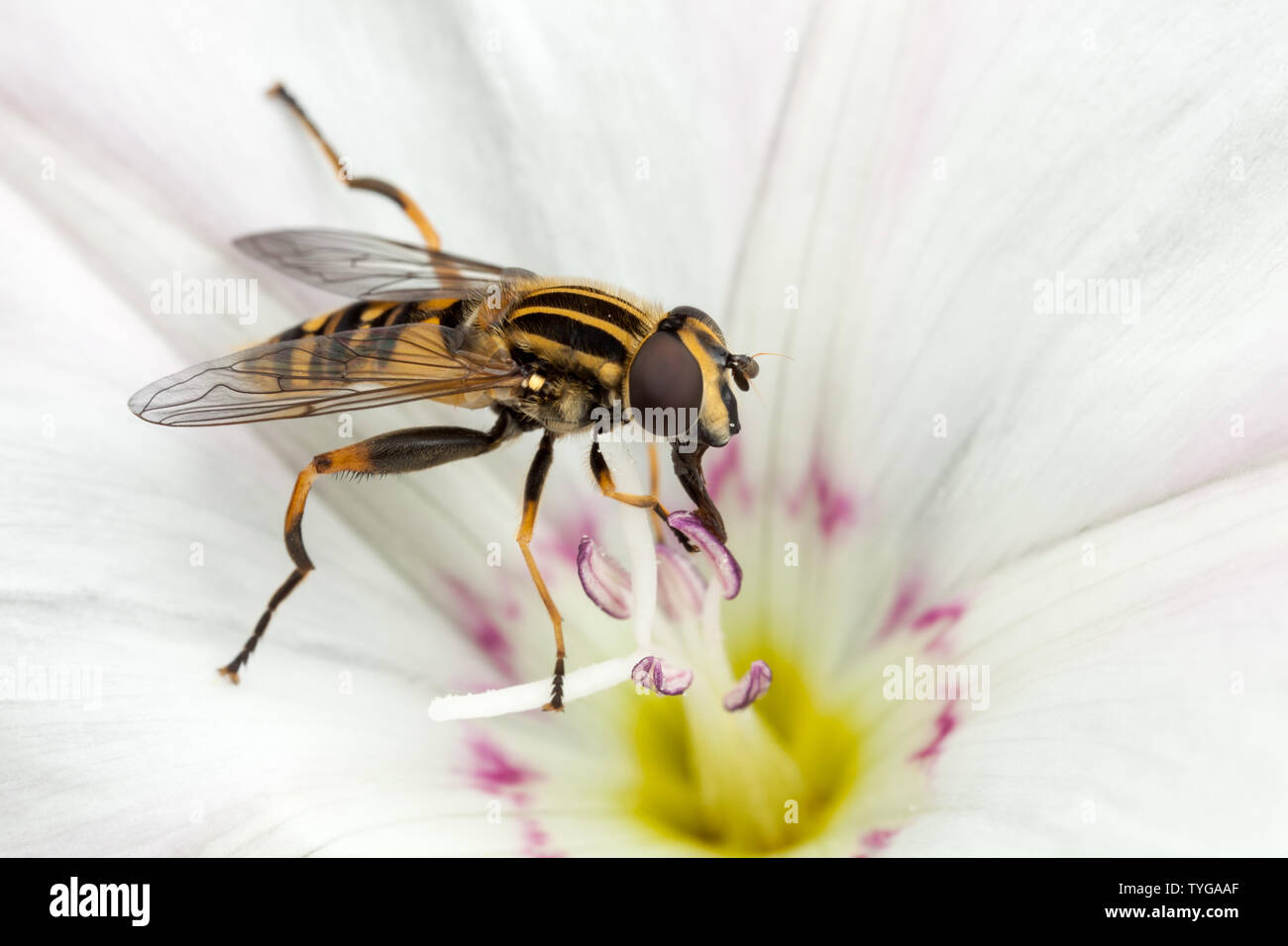 A hover fly feeds on nectar from inside a flower head. Stock Photo