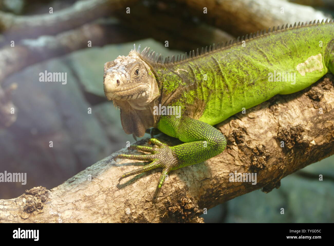 Lesser Antillean iguana lizard Stock Photo - Alamy