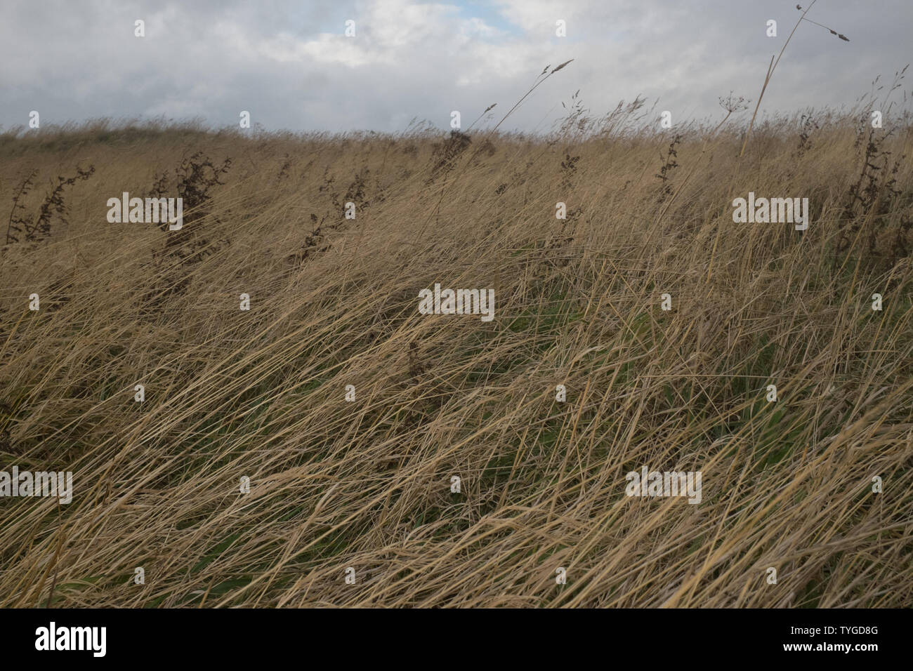 Sea grass blowing in the wind along the Elie coast, East Neuk, Fife, Scotland. Stock Photo