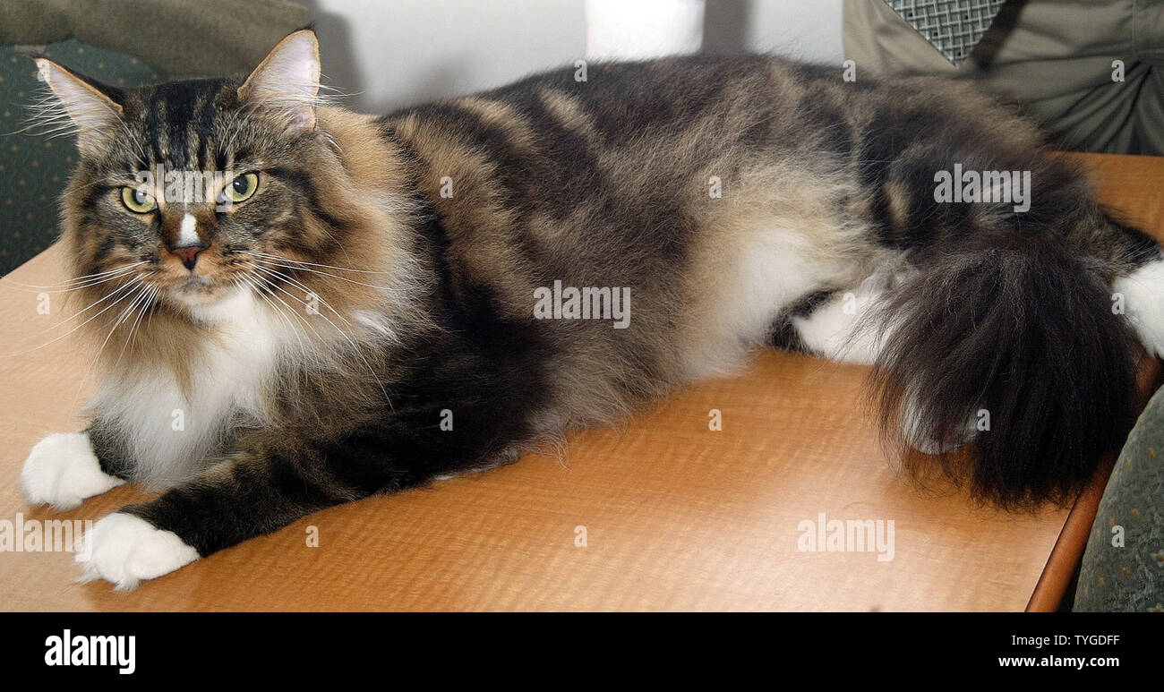 "Tuvets Jalapeno Pepper" AKA "Delta" a Maine Coon cat poses for